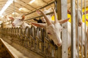 Gruppo di capre in attesa di mangiare lungo la linea di alimentazione.