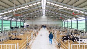 Stalla per bovini e bufale, vista interna, vista sui recinti con gli animali e delle persone che visitano l'interno