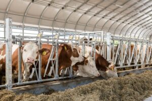 Mucche che mangiano fieno all'interno delle autocatture