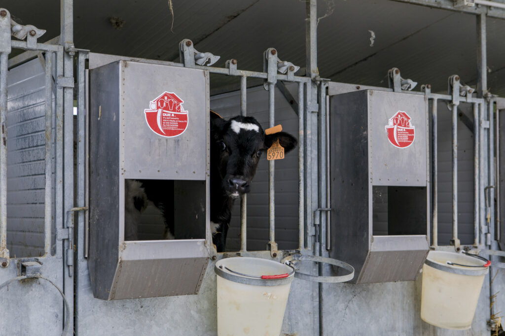 Box vitelli a terra visto da vicino con box in primo piano