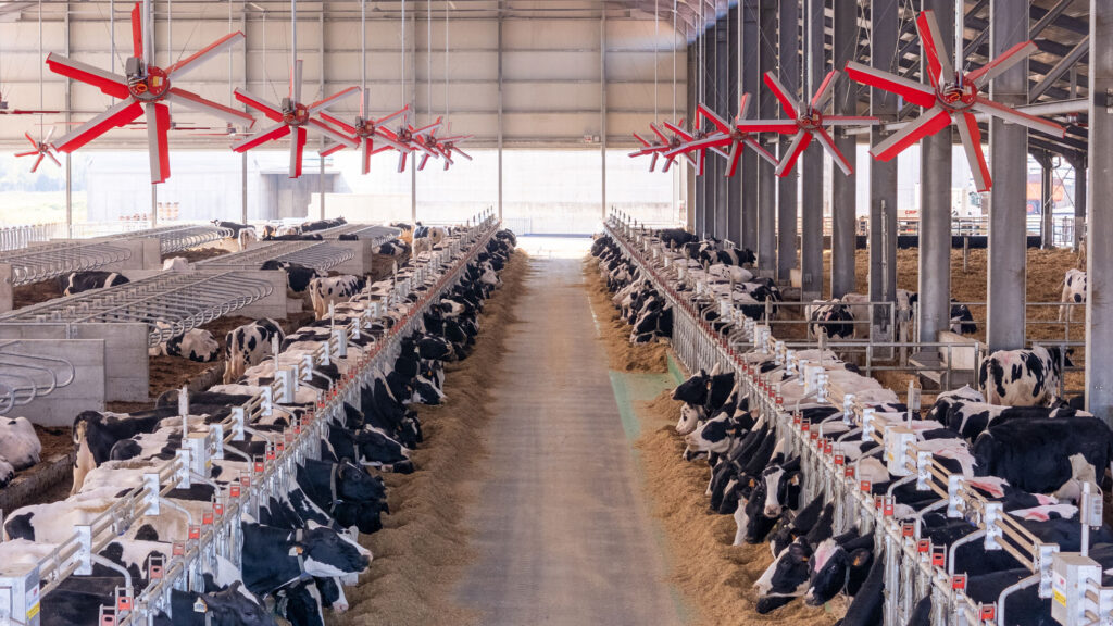 Stalla per bovini e bufale, vista interna di un settore della stalla in cui si vede il sistema di raffreddamento e le mucche si tubi testa