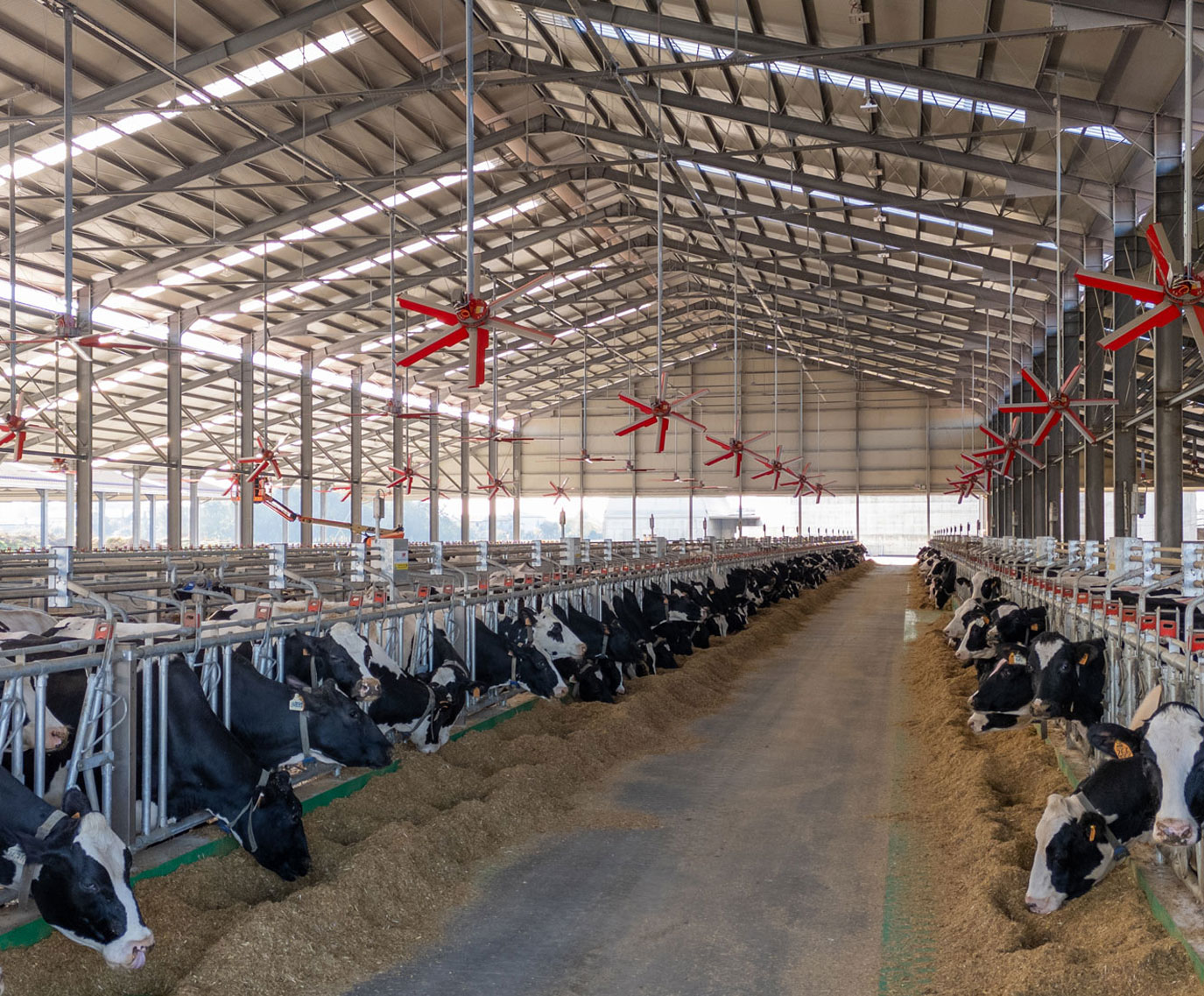 Stalla per bovini e bufale, vista sull'interno da destra in cui si può vedere anche il sistema di ventilazione e gli animali nei tubi testa