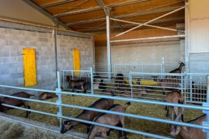 Stalla per ovini e caprini vista interna, con animali