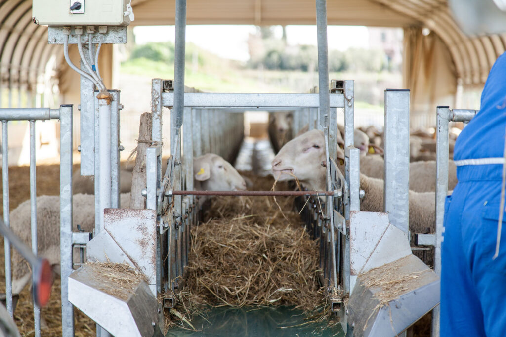 Pecore e capre che mangiano fieno all'interno della struttura