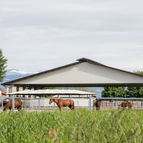 ARENA PER CAVALLI
