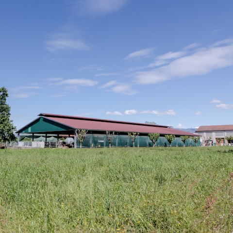 STALLA PER VACCHE DA LATTE